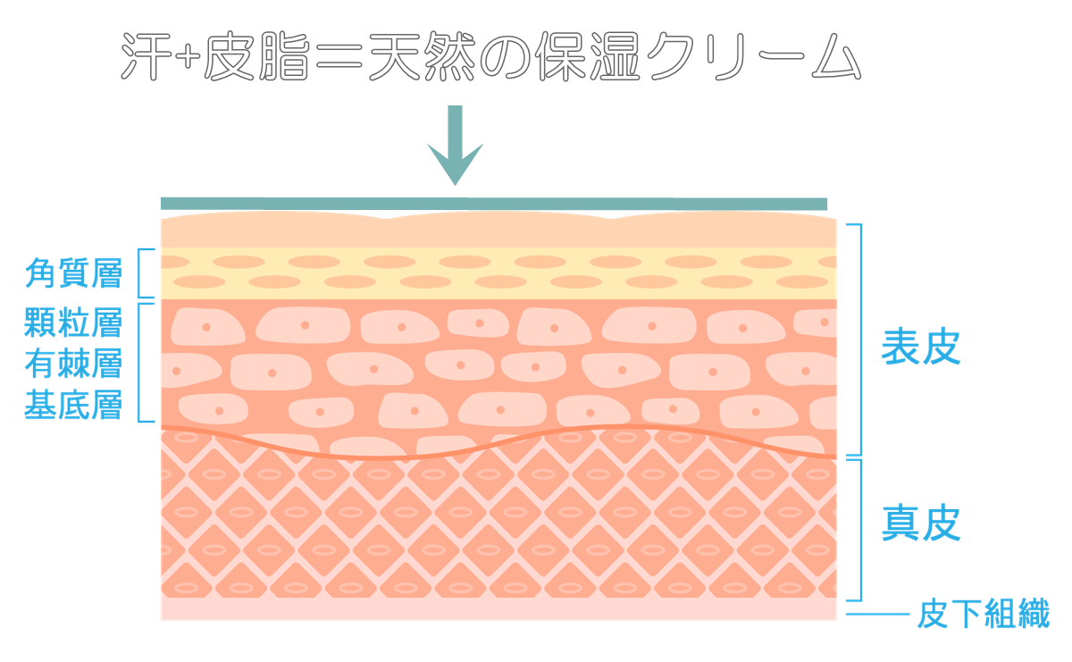 肌の基礎知識 構造 皮膚の働き