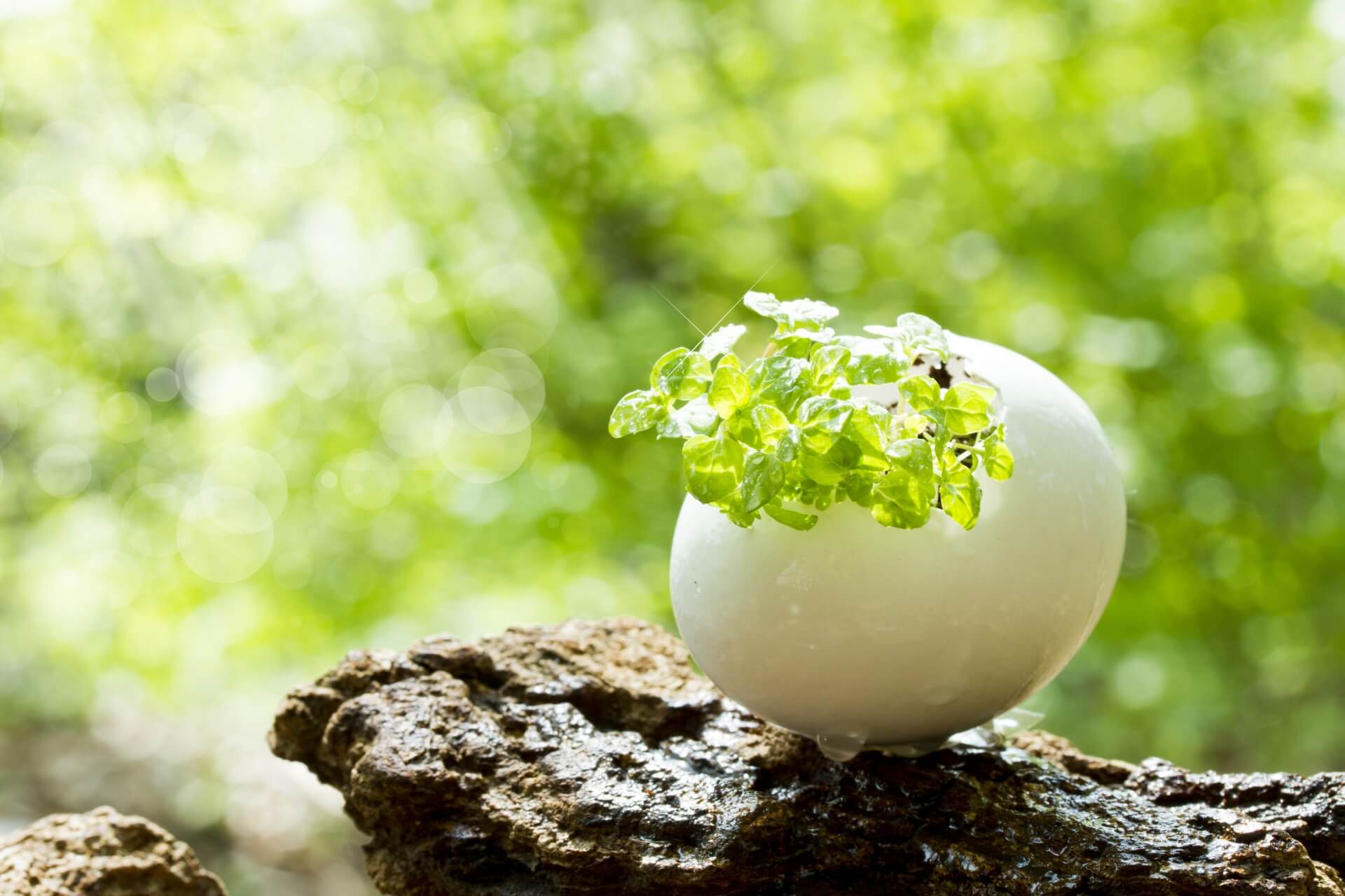 卵殻膜化粧品おすすめ11選 美肌効果が認められてる成分や働きとは りびはだ