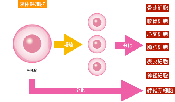幹細胞コスメ