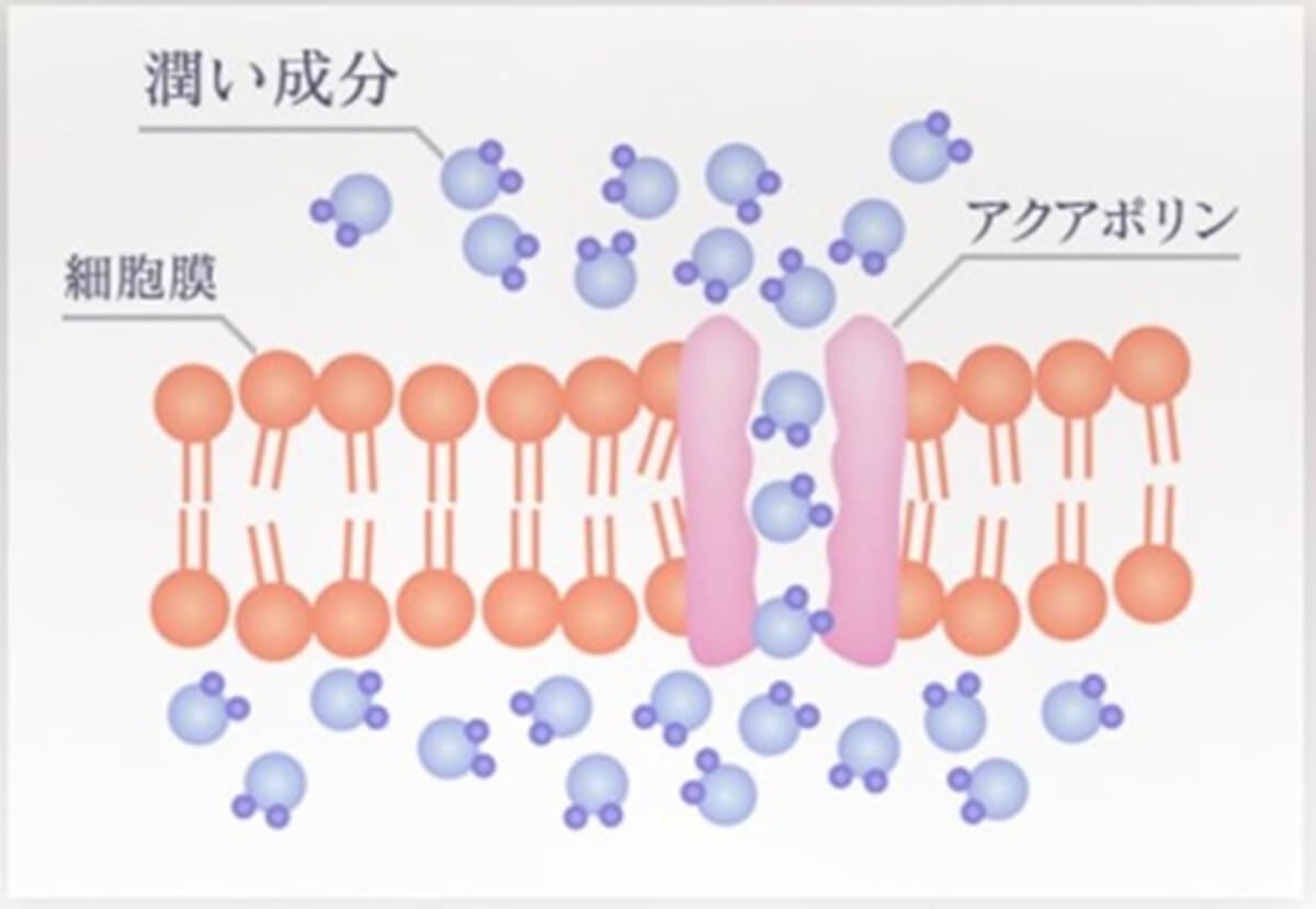 AGEST幹細胞美容液＆プラセンタサプリアクアポリン